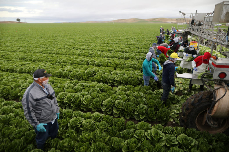 Supervisor Sergio Marmalejo, 55, watches migrant farmworkers with H-2A visas, harvest romaine lettuce in King City, California, U.S., April 17, 2017.