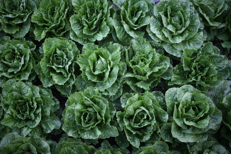 Romaine lettuces grow in a field for harvest by migrant farmworkers with H-2A visas in King City, California, U.S., April 17, 2017.