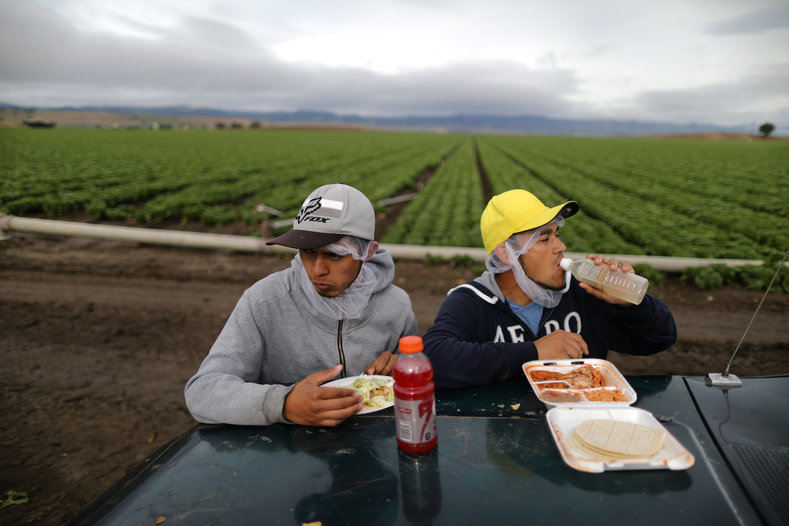 Mexican migrant farmworkers Jesus Martin Ley Lugo, 27, (R) and Rogelio Garcia Parria, 20, who both have H-2A visas, eat during a break while harvesting romaine lettuce in King City, California, U.S., April 17, 2017.