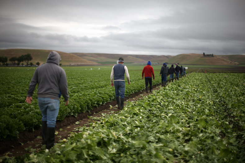 Migrant farmworkers with H-2A visas walk to take a break after harvesting romaine lettuce in King City, California, U.S., April 17, 2017.