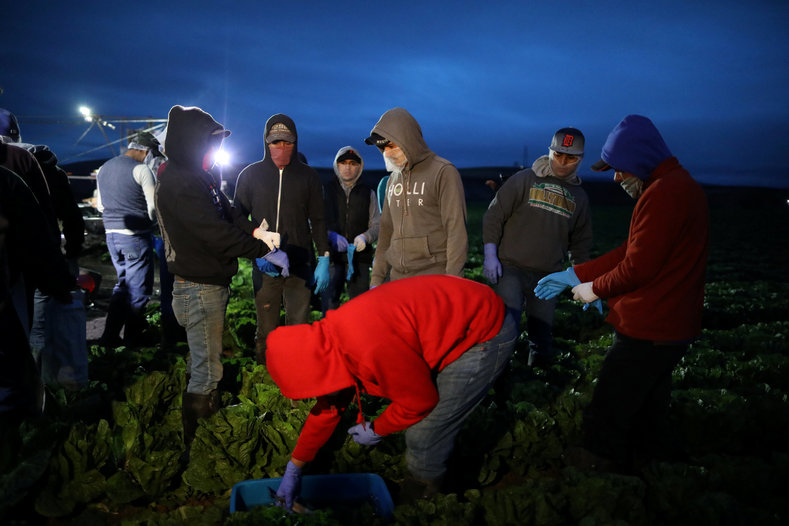 Migrant farmworkers with H-2A visas put on gloves after traveling from their labor camp to the fields to harvest romaine lettuce before dawn in King City, California, U.S., April 17, 2017. 