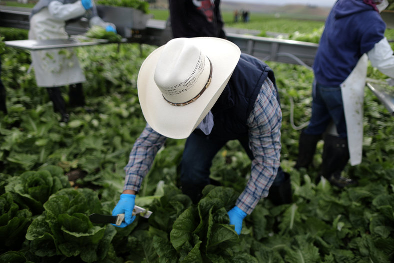 Foreman Roberto Navarrete, 30, supervises migrant farmworkers with H-2A visas as they harvest romaine lettuce in King City, California, U.S., April 17, 2017. 