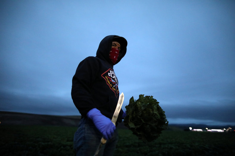 A migrant farmworker with an H-2A visa harvests romaine lettuce before dawn in King City, California, U.S., April 17, 2017. 