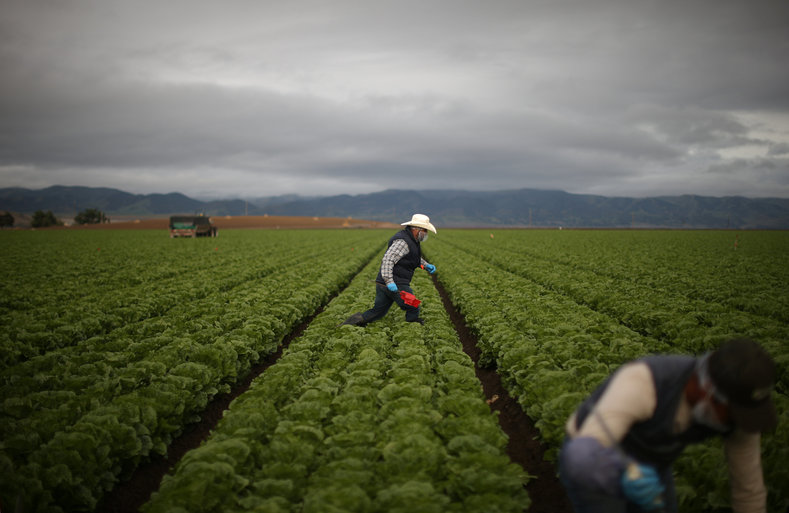 Foreman Roberto Navarrete, 30, supervises migrant farmworkers with H-2A visas as they harvest romaine lettuce in King City, California, U.S., April 17, 2017. 