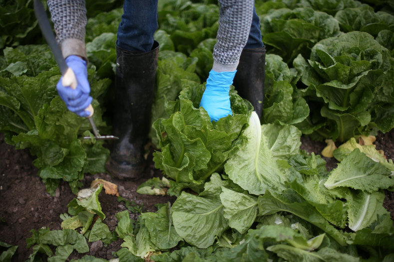 A migrant farmworker with an H-2A visa harvests romaine lettuce in King City, California, U.S., April 17, 2017.