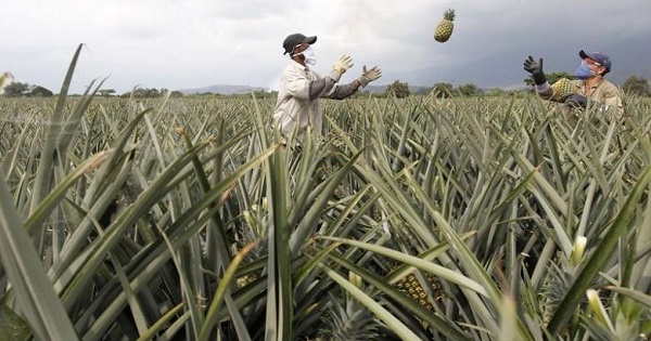 Activists reject more fields of pineapple in southern Costa Rica.