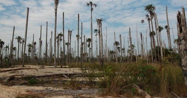 Deforestation in Peru is on the rise due to palm oil production and mining, harming indigenous communities.