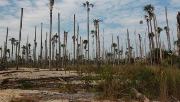 Deforestation in Peru is on the rise due to palm oil production and mining, harming indigenous communities.