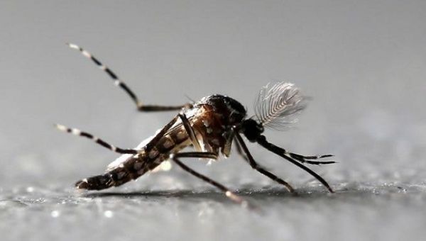 Genetically modified male Aedes aegypti mosquitoes are pictured at Oxitec factory in Piracicaba, Brazil, October 26, 2016.