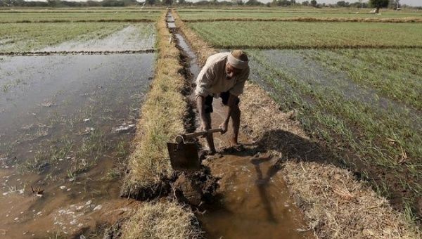 A farmer channels water to irrigate his wheat field on the outskirts of Ahmedabad, India, on December 15, 2015.