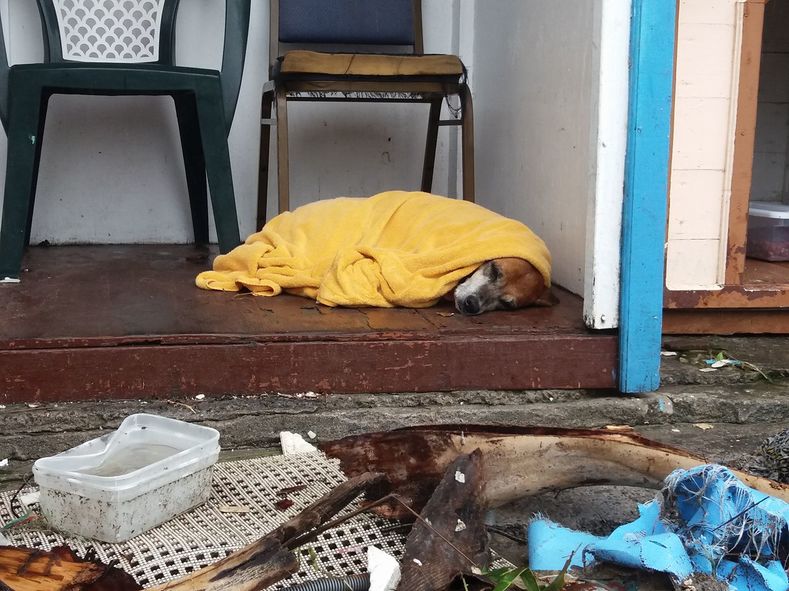 In Antigua, a dog finds shelter in the aftermath of the storm.