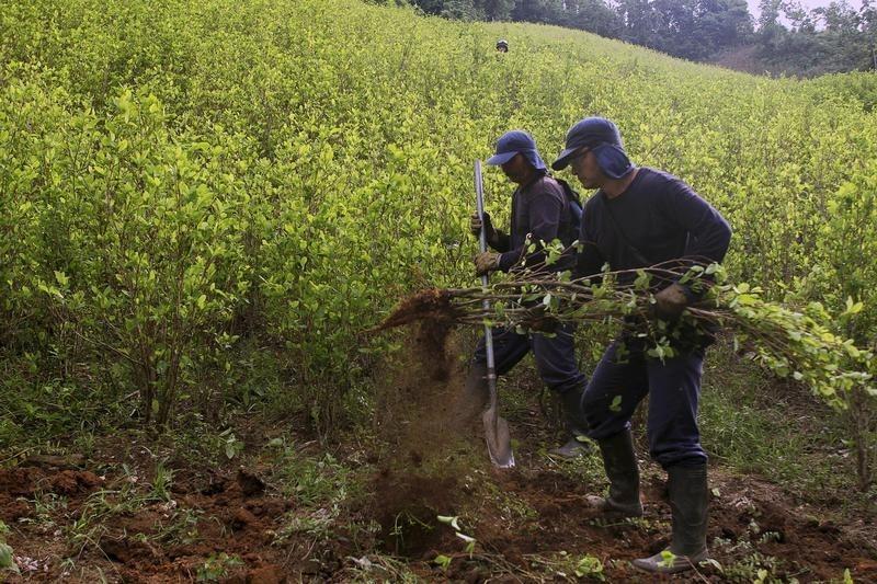Workers hired by the Colombian government destroy coca plants during an eradication operation at a plantation in Yali, northeastern Antioquia, Sept. 3, 2014. (FILE)