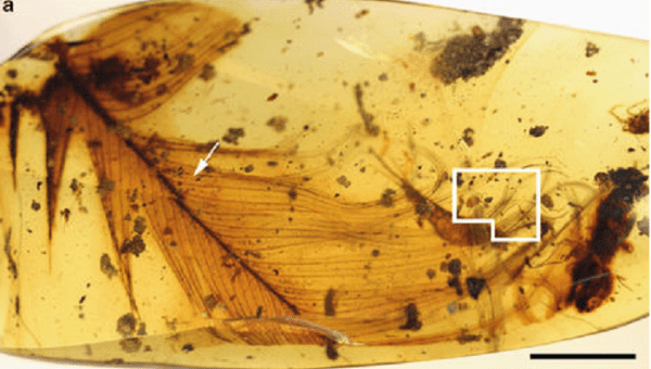 The Burmese resin in which 'Dracula's terrible tick' is trapped along with a dinosaur feather. 