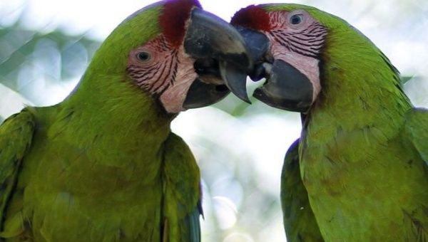 Two Millitary Macaws