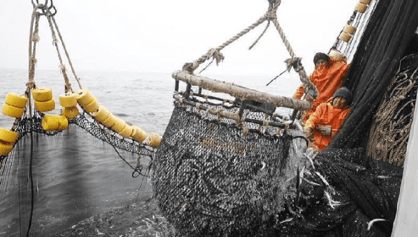 A pot filled with anchovies aboard a fishing boat at the Pacific Ocean, off of Peru's northern port of Chimbote, December 14, 2012.