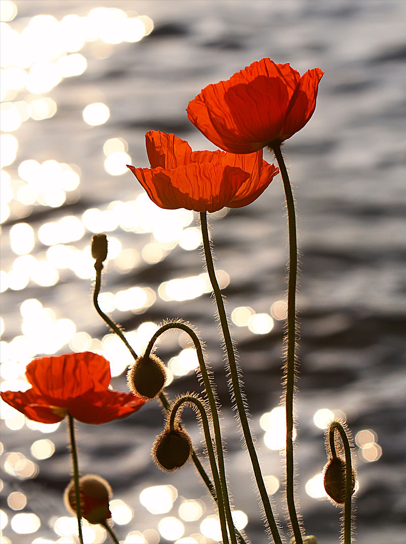Remembrance Day: 100 Year Anniversary.