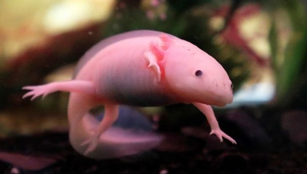 A Mexican Salamander also known as Axolotl swims in captivity in a tank in Cape Town, South Africa.