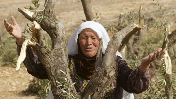 A Palestinian woman stands with an olive tree after it was cut down in the West Bank village of Litwane, January 6, 2006 near the Jewish settlement of Ma'on.