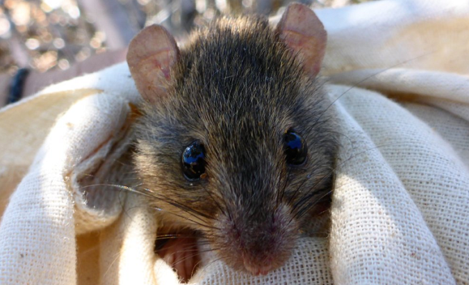 The coast-dwelling Bramble Cay melomys is the first mammal to disappear as a result of climate change.