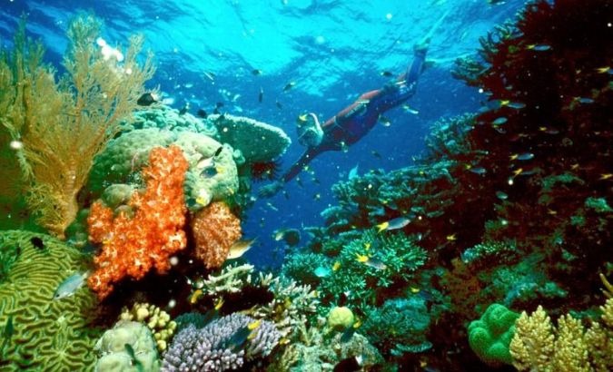 Coral reefs comprise less than 1% of the Earth’s marine environment but are home to an estimated 25% of ocean life.