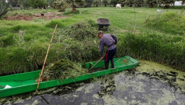 A man cuts grass around a Chinampa, or floating garden, to create a protected area for the Axolotl (Ambystoma mexicanum), or Mexican salamander, in Xochimilco, on the outskirts of Mexico City Mexico May 8, 2018.