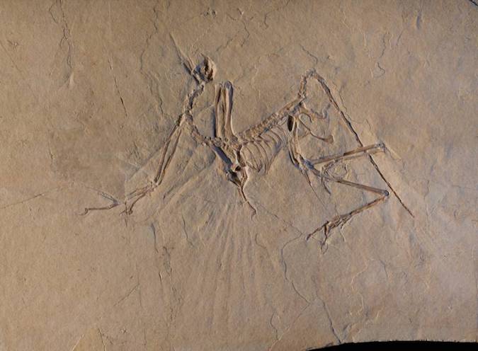 The Munich specimen of the transitional dino-bird Archaeopteryx is shown in this picture taken in 2014 at the European Synchrotron Radiation Facility in Grenoble, France.