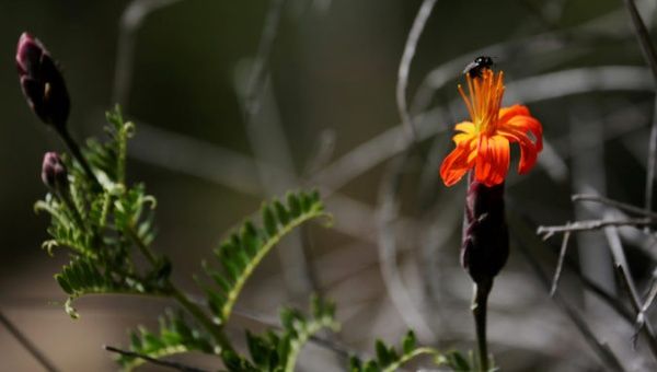 An insect on the flower is seen at the Auquisamana park on the outskirts of La Paz, Bolivia, on April 29, 2019.