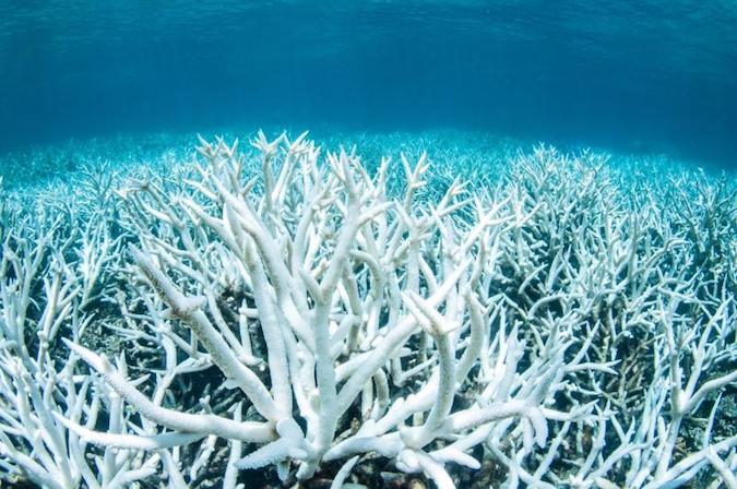 The Great Barrier Reef is the world’s largest coral system stretching 2,300 kilometers