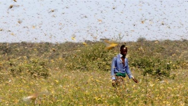 Horn of Africa Locust Outbreak Threatens Food Security | News | teleSUR ...