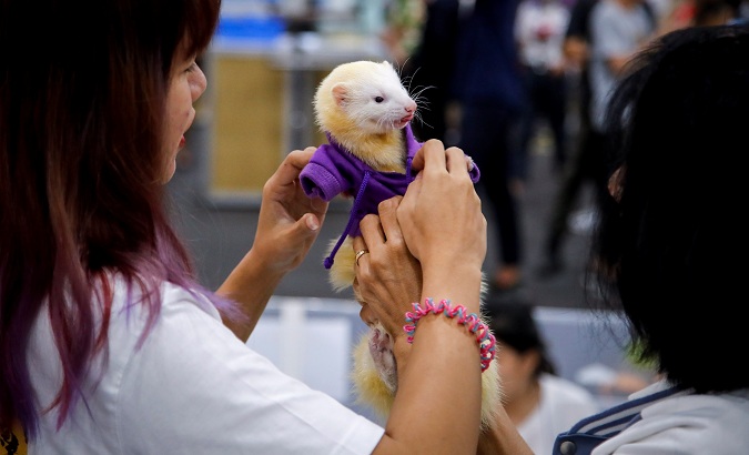 Women dress a ferret in a robe at the Pet Expo in Bangkok, Thailand, May 30, 2019.