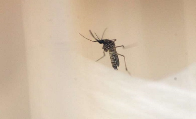 An Aedes Aegypti mosquito, which transmits dengue fever and Zika virus.