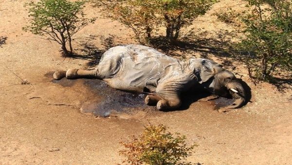 Botswana: Natural Toxins Likely to be Elephant Deaths’ Cause | News