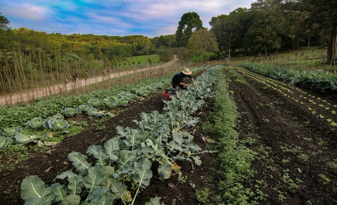 A farmer in his cabbage patch. Rio Grande du norte, Brazil. July, 2020.