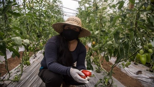 Guatemalan farmer harvests tomatoes in Quipambe community, San Marcos department, Guatemala. August 26, 2020.