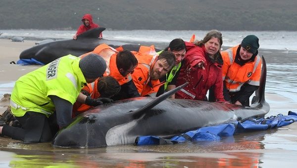 Rescuers find a stranded pilot whale on a Tasmanian beach, Australia, Sept. 23, 2020.