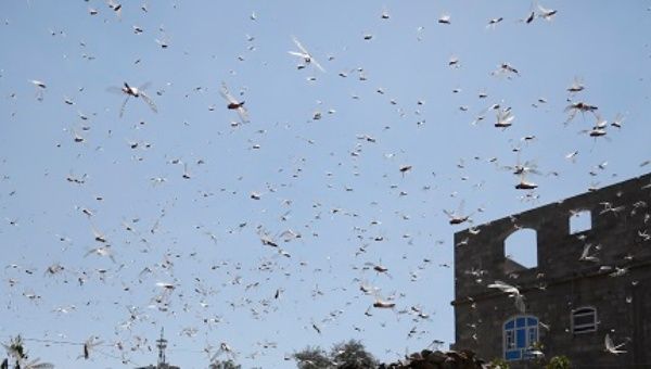 A swarm of desert locusts flies around a neighborhood in Sana'a, Yemen. October 09, 2020.