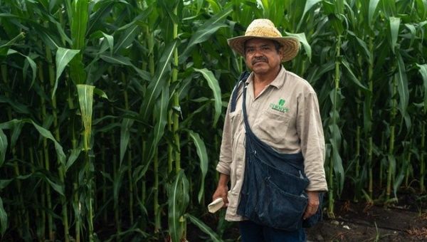 Corn producer in Texcoco, Mexico, June 12, 2020