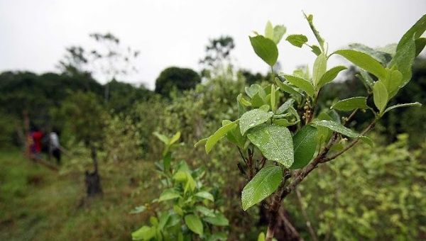 A coca crop in Tumaco, Colombia, Feb. 2020.