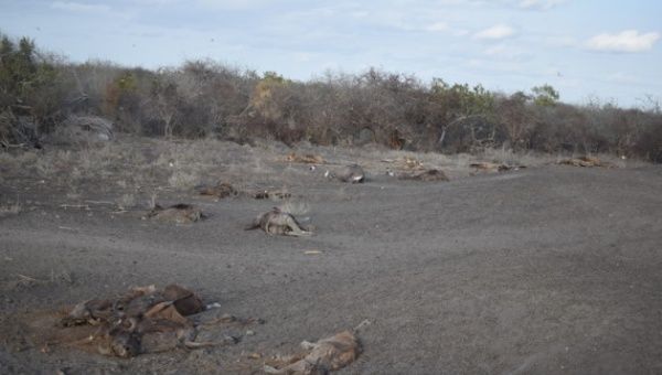 Carcasses of animals are seen at Ijara, Garissa County, northeastern Kenya, Oct. 23, 2021. 