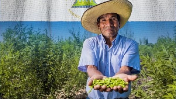 The flag of Nicaragua in the background of a small farmer.