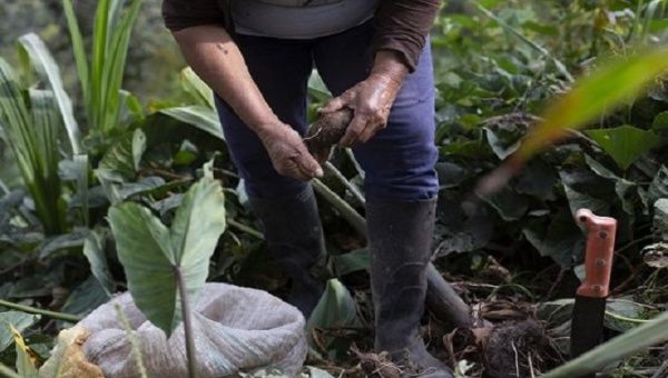 A woman works the land, Ecuador. 