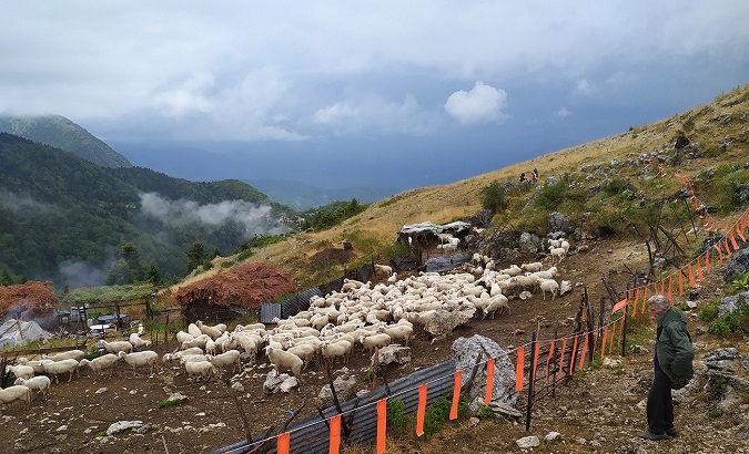 Livestock in Epirus, Greece, 2020.