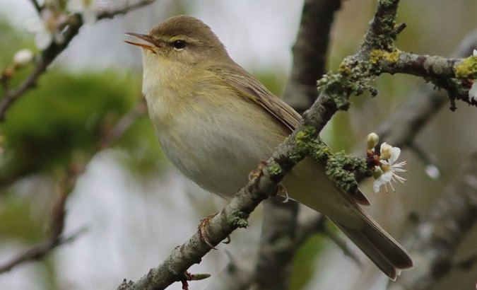 A willow warbler, a bird that breeds in Europe and migrates to Africa.