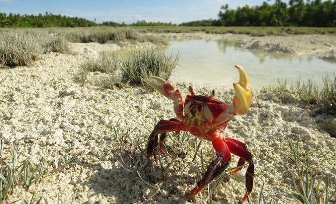 A crab at a mangrove.