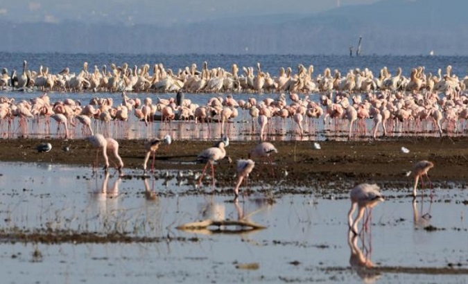 Flamingos at a water source, Kenya.