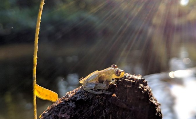 The Yaku Glass frog at the Ecuadorian Amazon, 2022.