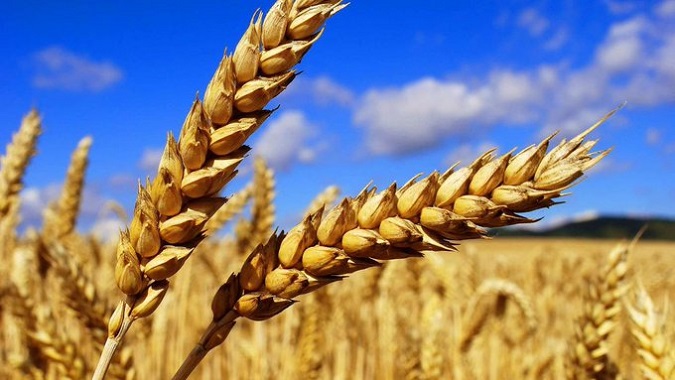 The UN said that due to sanctions and the situation in Ukraine, only 10 weeks of wheat reserves on Earth remained.