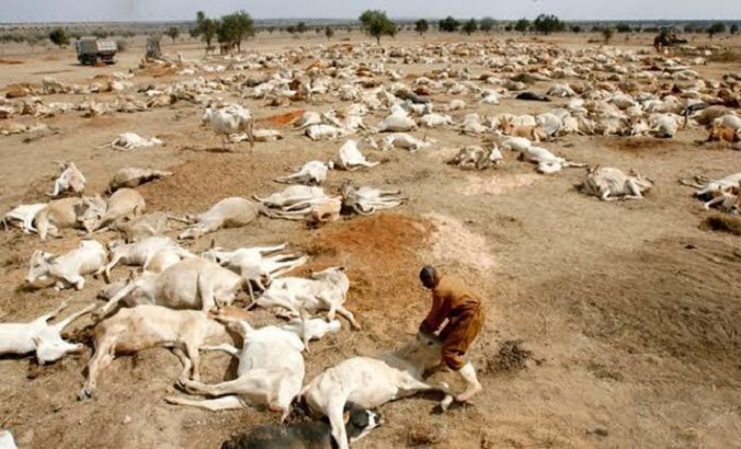 Cattle die from drought in Somalia, June 7, 2022.