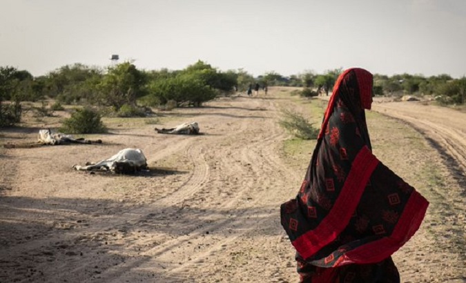 A woman walks through fields full of livestock killed by drought, June 2022.