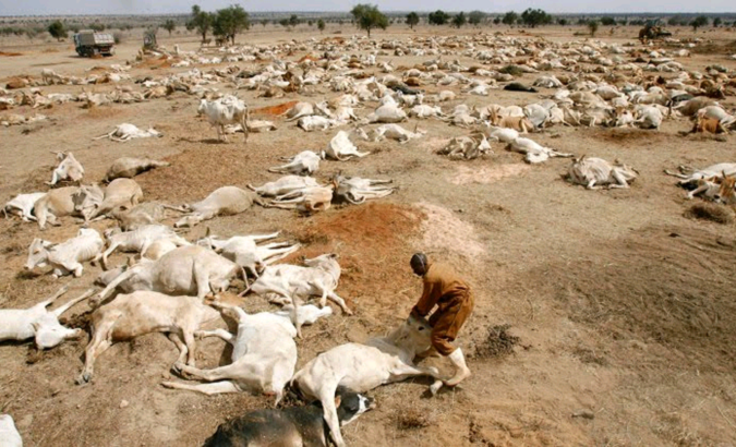 Cattle affected by drought in Ethiopia, July 2022.